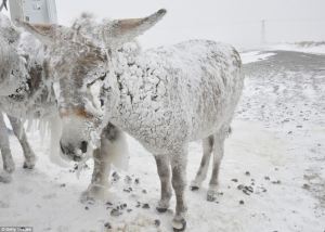 snow-donkey
